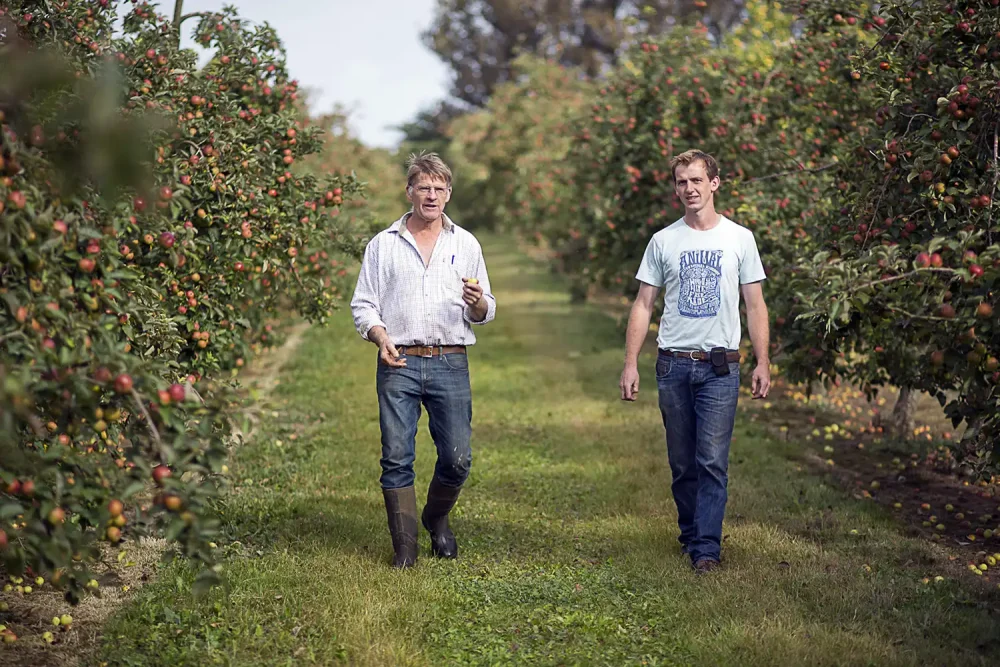 In the Harry's Cider orchards in Somerset. Picture: Bill Bradshaw