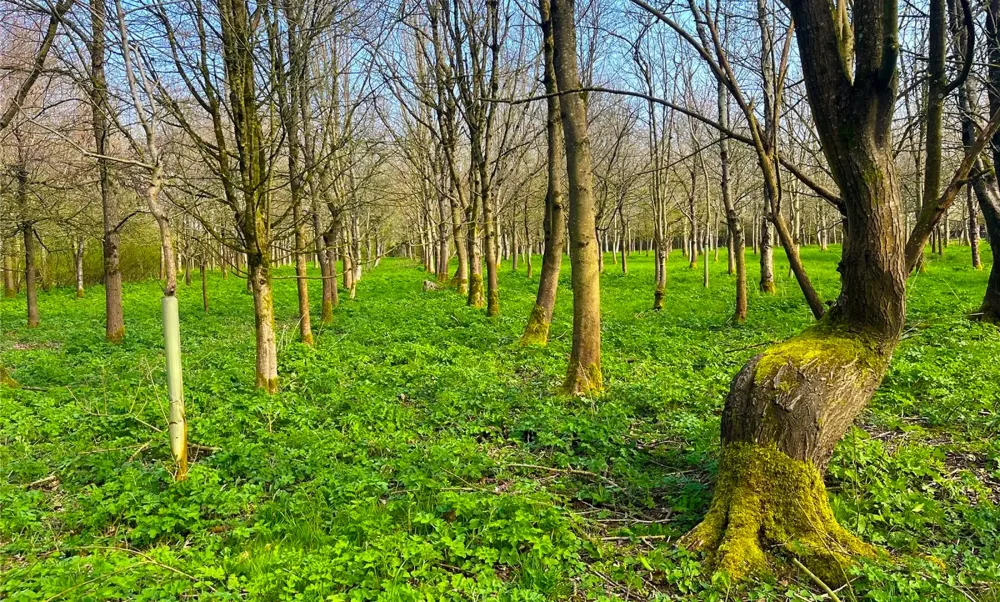 The woodland, at Hinton Blewett, sold for a whopping £106,000. Picture: GTH