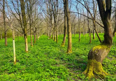 The woodland, at Hinton Blewett, sold for a whopping £106,000. Picture: GTH