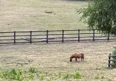 Dry weather brings "hidden threats" to animals grazing at Ferne Animal Sanctuary