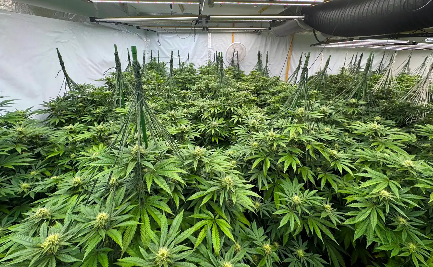 The plants were found at the former Star Inn, in Tickenham. Pictures: Google/Avon & Somerset Police