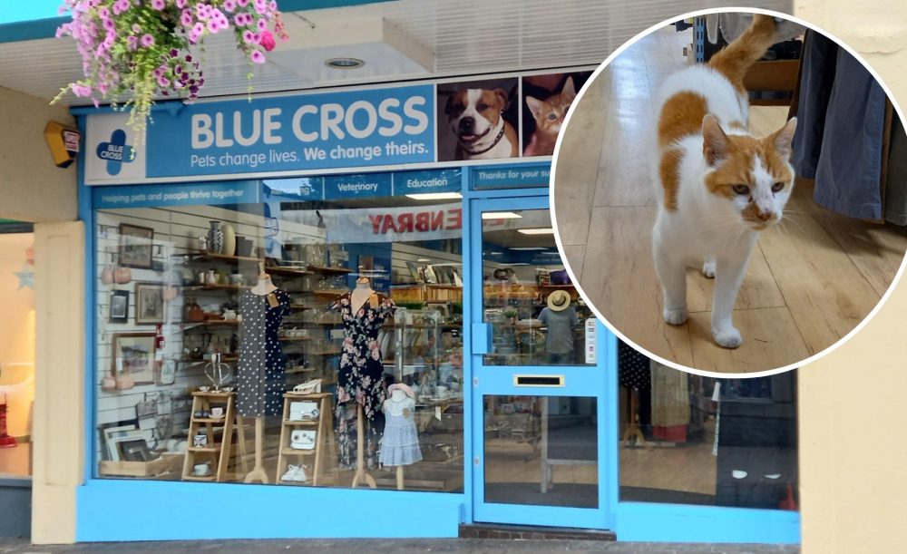 Frodo was spotted outside the Frome charity shop each morning