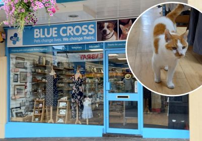 Frodo was spotted outside the Frome charity shop each morning