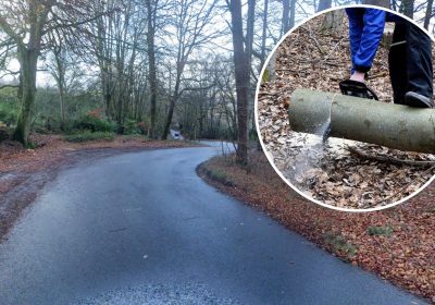 Tree works will close Wellington Hill. Picture: Google