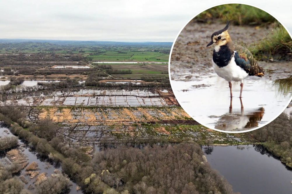 Lapwings are among species benefiting from the improved peatland. Pictures: SWT/David Longshaw/Andrew Kirby & Alan Ashman