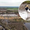 Lapwings are among species benefiting from the improved peatland. Pictures: SWT/David Longshaw/Andrew Kirby & Alan Ashman