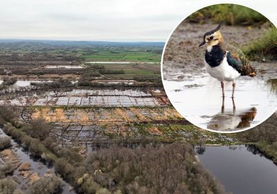 Lapwings are among species benefiting from the improved peatland. Pictures: SWT/David Longshaw/Andrew Kirby & Alan Ashman