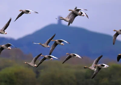 The nature reserve sits in the shadow of Glastonbury Tor. Picture: SWT