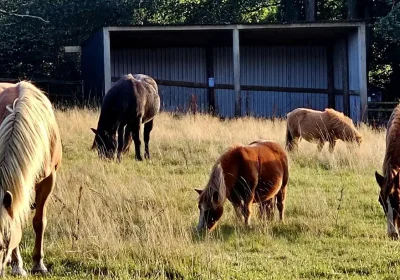 The charity gala will raise money for Ferne Animal Sanctuary, near Chard