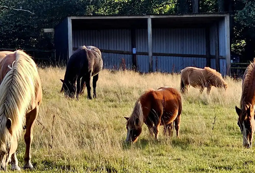 The charity gala will raise money for Ferne Animal Sanctuary, near Chard