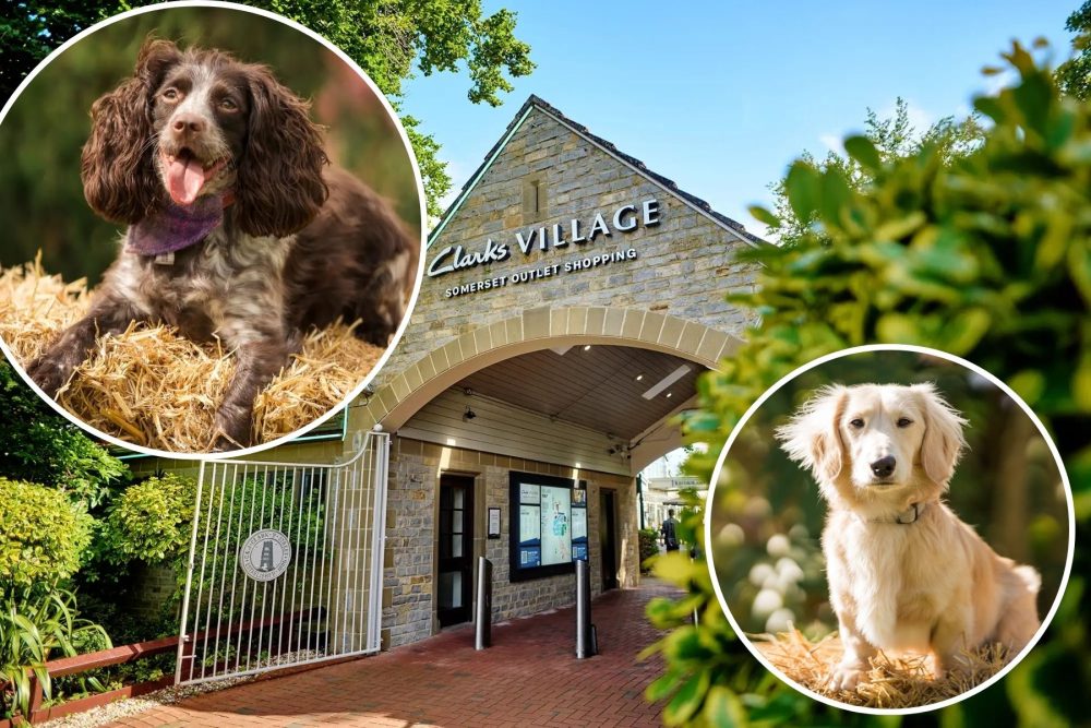 Clarks Village has revealed the shortlist of 10 in the Pawsome Pooch competition. Pictures: Clarks Village