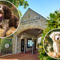 Clarks Village has revealed the shortlist of 10 in the Pawsome Pooch competition. Pictures: Clarks Village