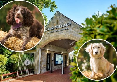 Clarks Village has revealed the shortlist of 10 in the Pawsome Pooch competition. Pictures: Clarks Village