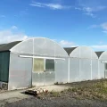 A three-bay polytunnel sold for more than £7,000 ni the Brookfield Nursery sale. Picture: GTH