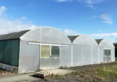A three-bay polytunnel sold for more than £7,000 ni the Brookfield Nursery sale. Picture: GTH