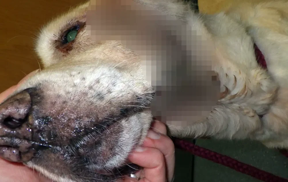 Daisy had to be put down due to her health conditions. Picture: RSPCA