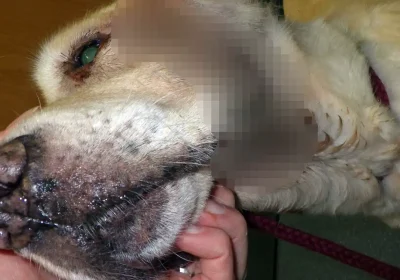 Daisy had to be put down due to her health conditions. Picture: RSPCA