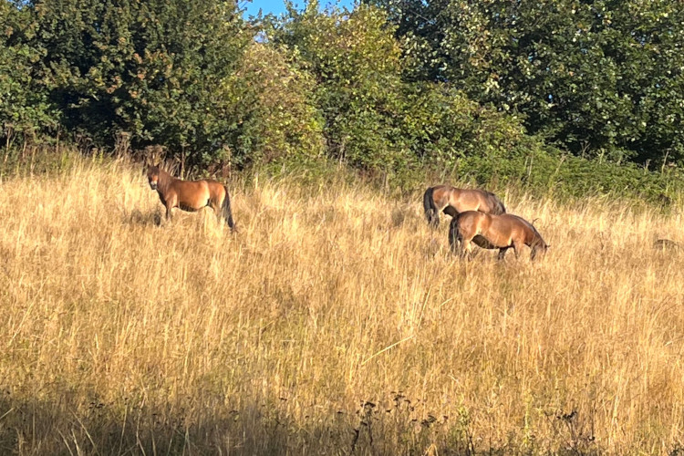 Exmoor Ponies are doing their bit for the National Park