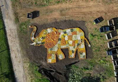 Around 11,000 pumpkins and gourds were used to create the mosaic. Pictures: Noah's Ark Zoo Farm