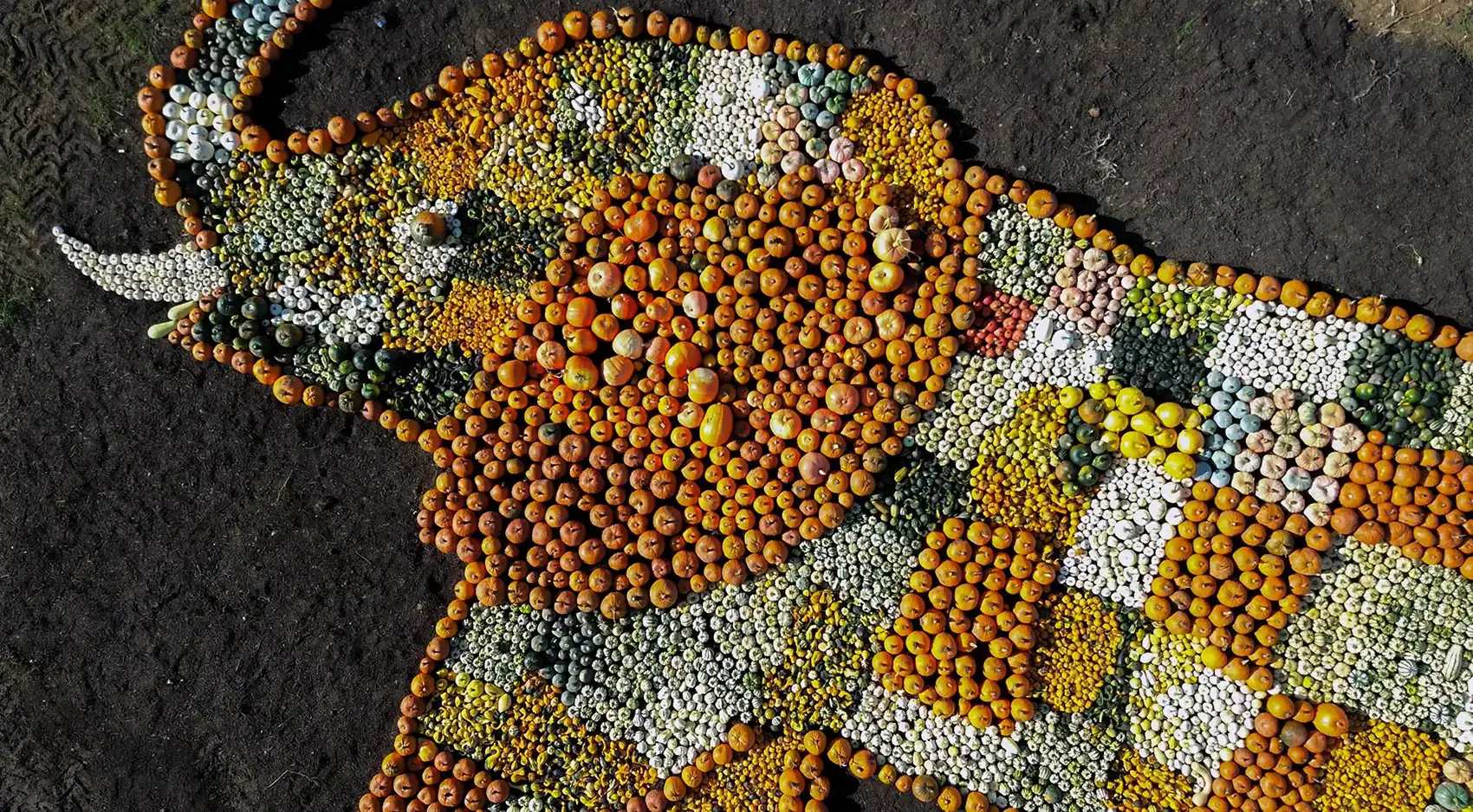 Around 11,000 pumpkins and gourds were used to create the mosaic. Pictures: Noah's Ark Zoo Farm