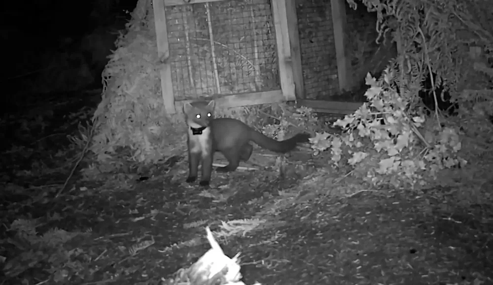 A pine marten ventures out of its pen on Exmoor. Picture: Two Moors Pine Marten Project