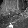 A pine marten ventures out of its pen on Exmoor. Picture: Two Moors Pine Marten Project