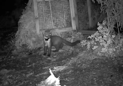 A pine marten ventures out of its pen on Exmoor. Picture: Two Moors Pine Marten Project