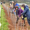 Trees and hedges are being planted across Somerset. Picture: RtL