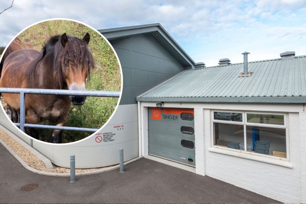 Exmoor Ponies are helping high-tech firm Singer Instruments