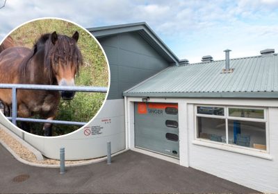 Exmoor Ponies are helping high-tech firm Singer Instruments
