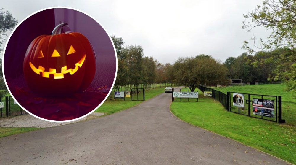 Somerset & Dorset Animal Rescue will host the Halloween event on October 26. Picture: Google/Pixabay