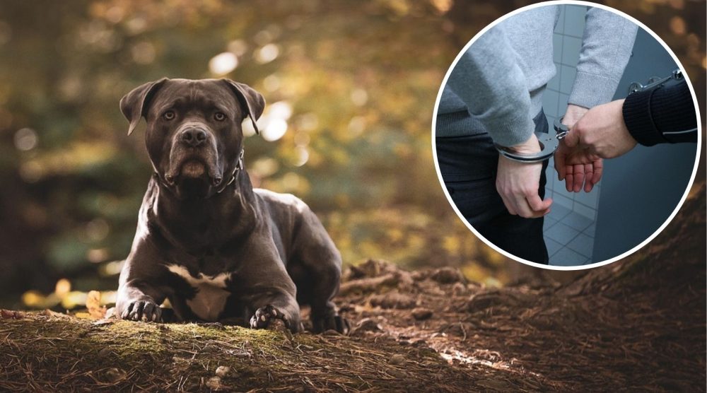 A suspected Bully XL dog was sezied in Weston-super-Mare, amid more arrests during the police operation