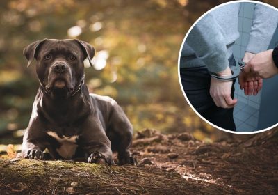 A suspected Bully XL dog was sezied in Weston-super-Mare, amid more arrests during the police operation