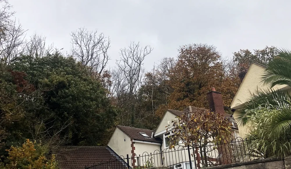 Diseased trees in Weston Woods are set to be felled in the coming weeks and months. Picture: North Somerset Council