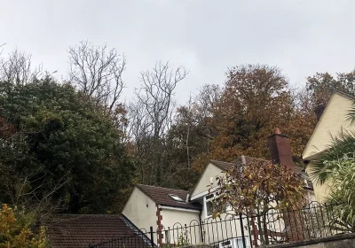 Diseased trees in Weston Woods are set to be felled in the coming weeks and months. Picture: North Somerset Council