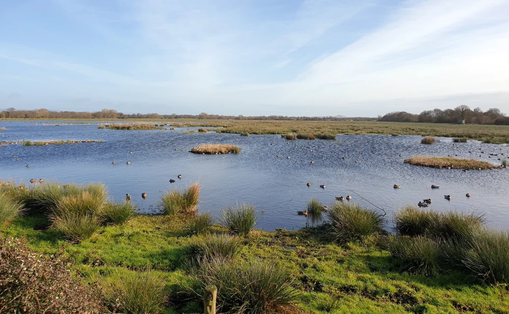 Bird flu cases are rising around the Avalon Marshes in Somerset. Picture: Zoe Needham/SWT