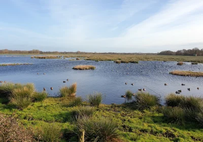 Bird flu cases are rising around the Avalon Marshes in Somerset. Picture: Zoe Needham/SWT