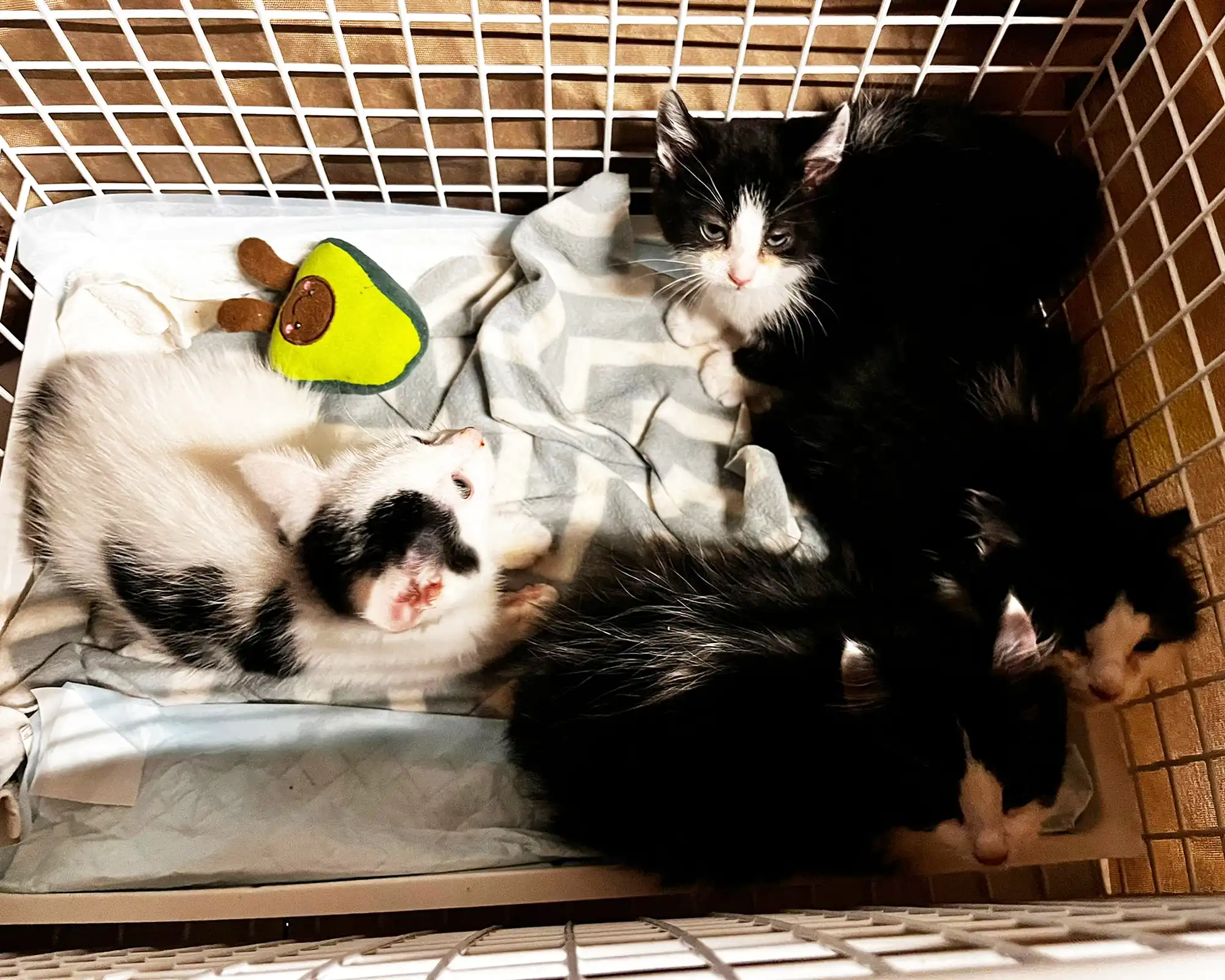 The cats were trapped using kippers - and cunning. Picture: Cats Protection