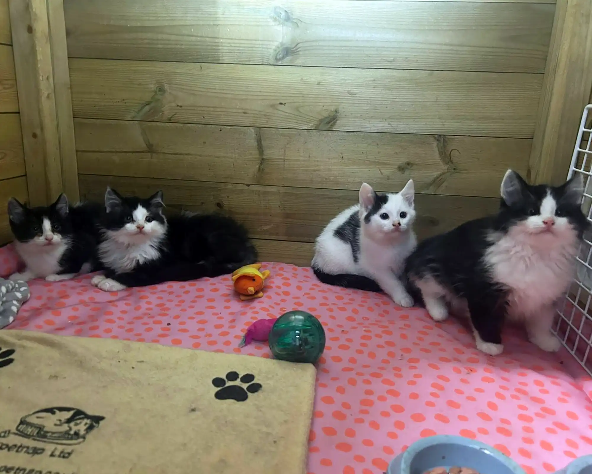 The felines will soon be looking for new homes after their rescue adventure. Picture: Cats Protection