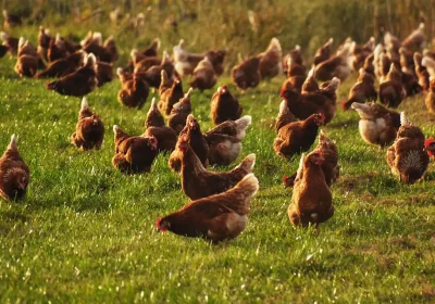 H5N1 bird flu has been confirmed near Bridgwater. Picture: Pixabay