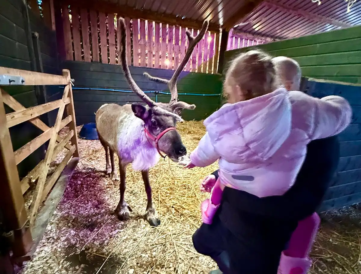 The Somerset Reindeer Ranch has been operating for over a decade