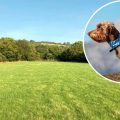 The new dog-walking field could be created in Cheddar. Picture: Salmon Planning Company/Somerset Council