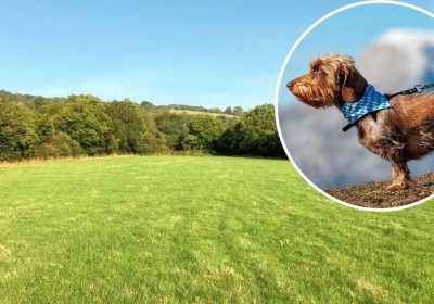 The new dog-walking field could be created in Cheddar. Picture: Salmon Planning Company/Somerset Council