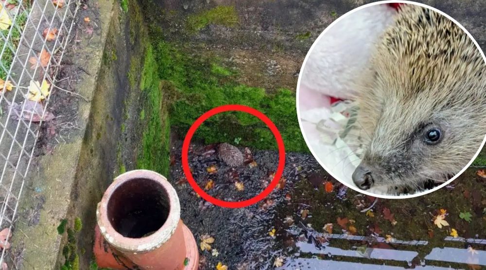 Aquarius was spotted in the storm tank during a routine inspection