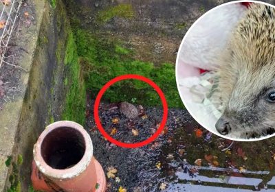 Aquarius was spotted in the storm tank during a routine inspection