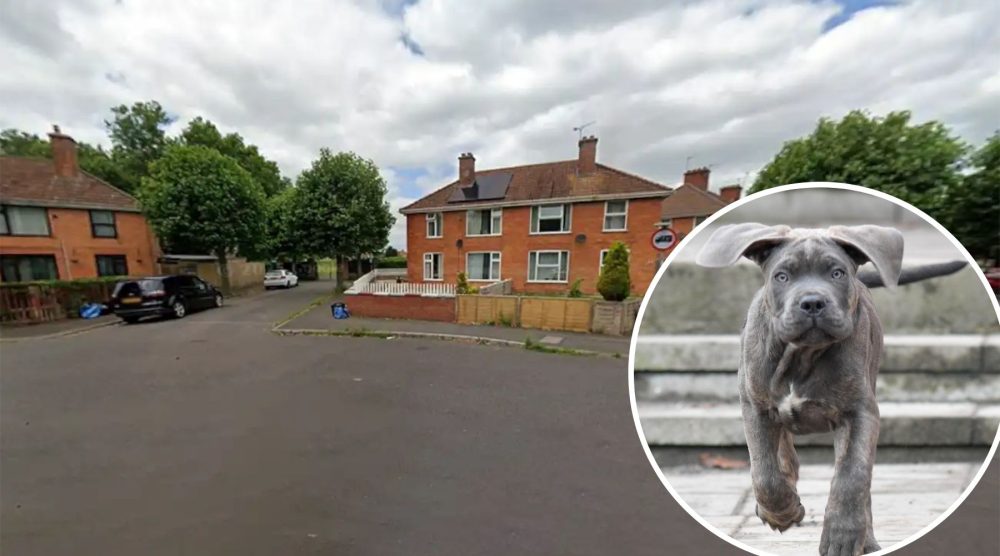 A woman was attacked by a Cane Corso-type dog near Victoria Park in Bridgwater, police said. Picture: Google