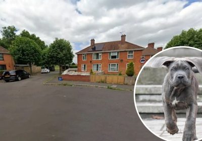 A woman was attacked by a Cane Corso-type dog near Victoria Park in Bridgwater, police said. Picture: Google