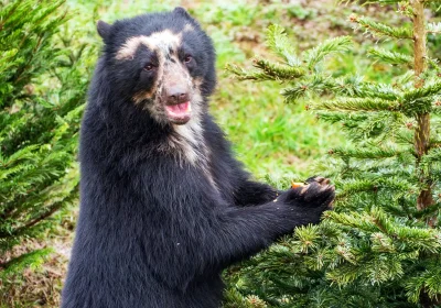 Bears and more use the trees as sensory enrichment at Noah's Ark Zoo Farm. Picture: NSC