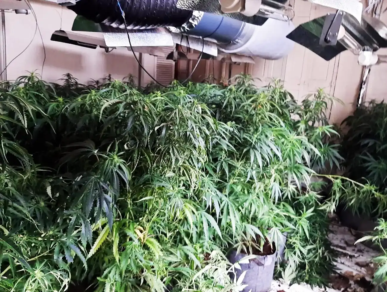 The suspected cannabis plants were found at an empty hotel in Bath. Picture: Avon & Somerset Police