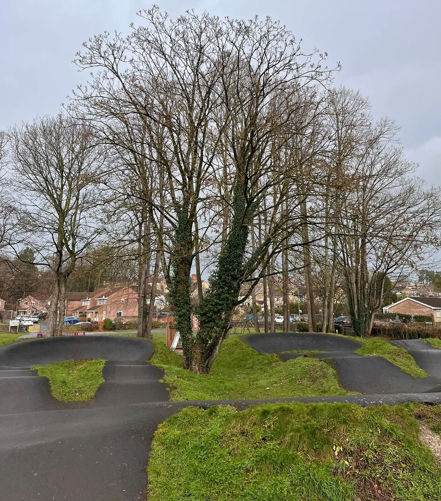 The sycamore, at the Welshmill Pump Track, is set to be felled on Thursday. Picture: Frome Town Council